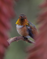 Allen's hummingbird perched on aloe plant.