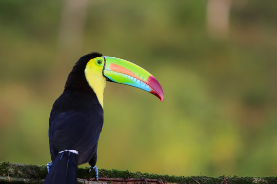 Keel-billed toucan in the rainforest sitting on a branch