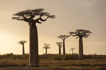 Foto op Plexiglas Landscape with Baobab in front and in background in Madagascar, © danmir12