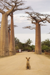 Baobab Alley in Madagascar, Africa. Dog staying on baobab alley.