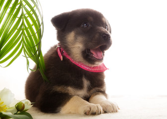 Black puppy lying on a background of plants