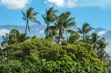 Fototapeta na wymiar Palmen am Haleakala