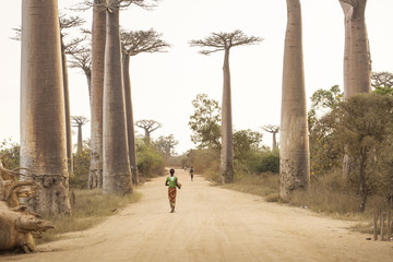 Baobab Alley in Madagascar, Africa. People walking on baobab all