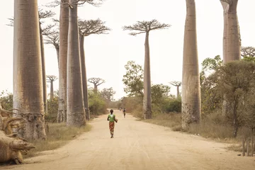 Schilderijen op glas Baobab Alley in Madagascar, Africa. People walking on baobab all © danmir12