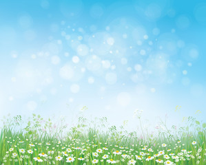 Vector summer nature  background,  blossoming flowers field on b