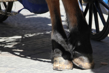 hoofs horse