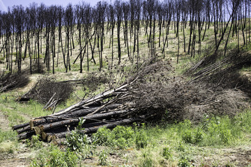 Burned forest trees