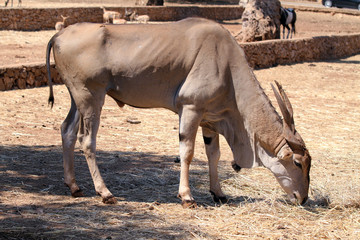 antelope