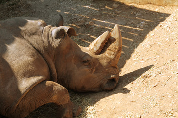 Fototapeta premium Rhino sleeping