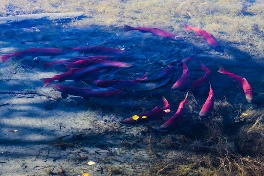 Sockeye Salmon, Kenai Peninsula, Alaska