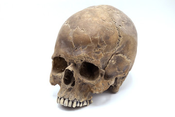 Human Skull over white