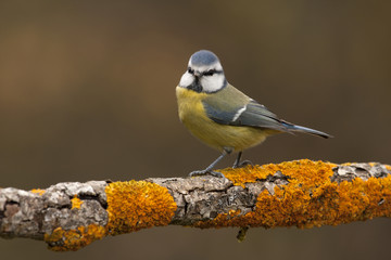 Blue tit. Cyanistes caeruleus