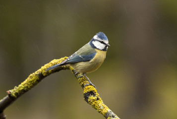 Blue tit. Cyanistes caeruleus