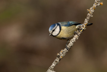 Blue tit. Cyanistes caeruleus