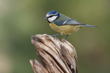 Blue tit. Cyanistes caeruleus