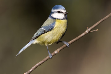 Blue tit. Cyanistes caeruleus