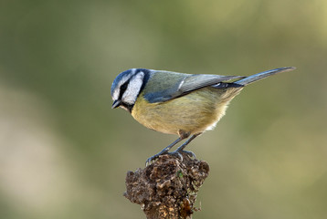 Blue tit. Cyanistes caeruleus