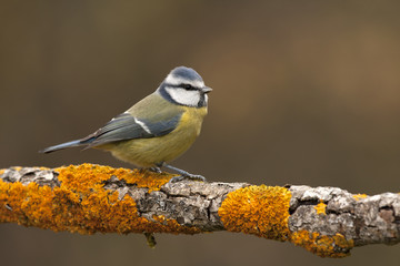 Blue tit. Cyanistes caeruleus