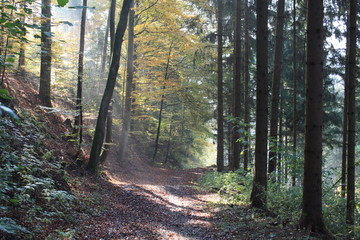 Wald, Herbst, Bäume, Waldweg, Natur
