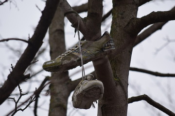Abandoned high up on a tree and hung there, sport shoes, branches without leaves, gray sky is this longing for the sun, the spring and bright colors.