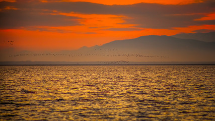 migratory birds on the lake Paliastomi, Poti, Georgia