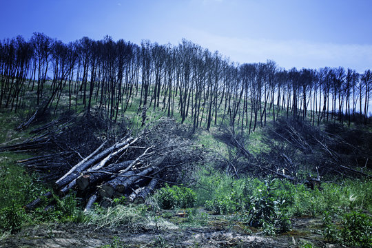 Burned forest trees