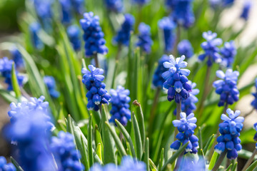 Blue Flowers in Spring Day
