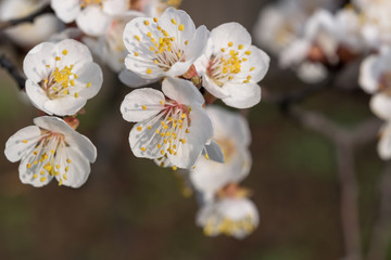 Apricot Blossom on Branch