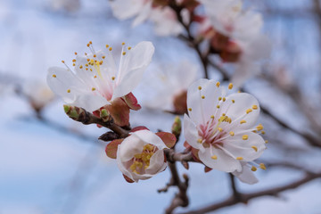 Apricot Blossom on Branch