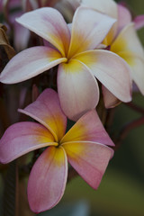 frangipani flowers pink white