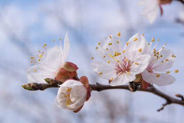 Apricot Blossom on Branch