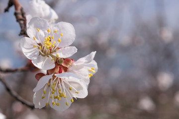 Apricot Blossom on Branch