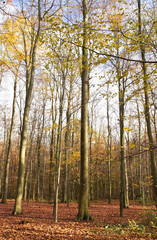 Herbstwald