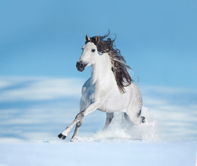 Obraz na płótnie Canvas White andalusian horse runs free on winter hill