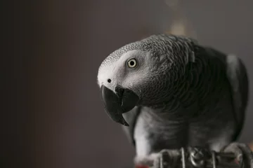 Foto auf Acrylglas african grey curious close up © Ronel Lowe