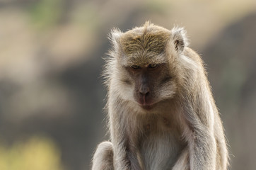 affe makake indonesien