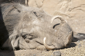 sleeping warthog african wild pig