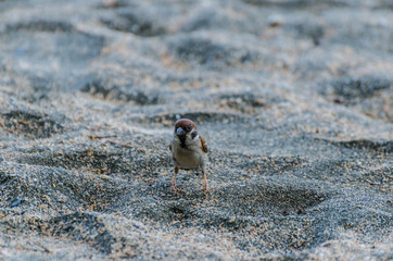 kleiner vogel am sandstrand