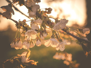 expressive backlit photo of cherry blossoms