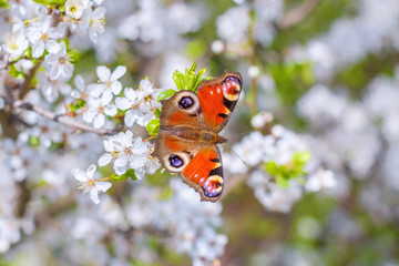 Colourful European Peacock butterfly Aglais io, on a flowering branch of Prunus spinosa blackthorn,...