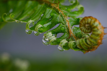 Rain on a Fern