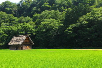 Fototapeta na wymiar Thatched farm building in rice field in Shirakawago 