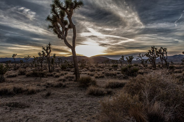 Fototapeta premium Desert