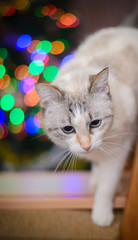 White cat on a background of colored lights
