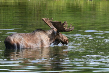 Bull moose in denali