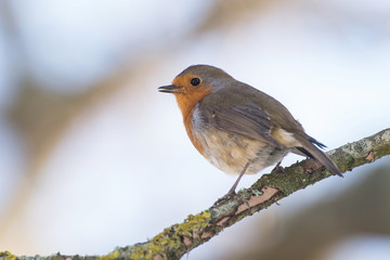 European Robin, Erithacus rubecula, Robin, Birds