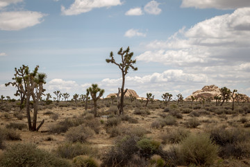 Obraz premium Desert