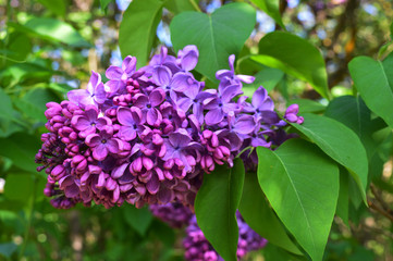 flower lilac purple spring flowers Bush