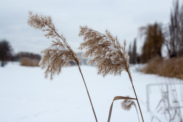цветы рогоза, засыпанные снегом, зимой. © drweblitlyba