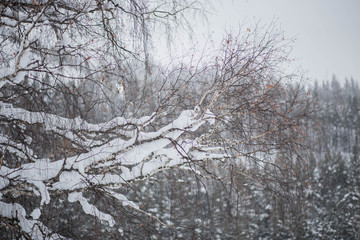 birch branches covered with snow, orange-red leaves in winter, the texture. background